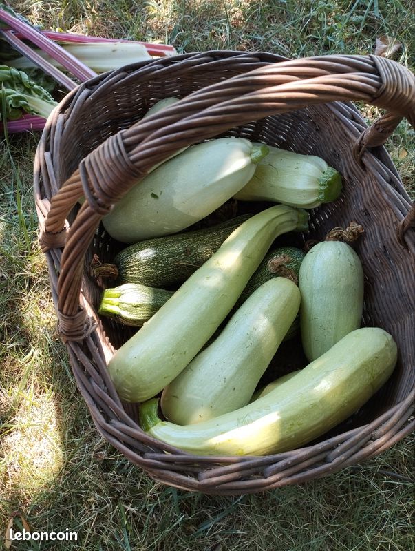 Vends légumes jardin potager permaculture : Tomates Courgettes Concombres Blettes Poivrons Piments etc (image 11)