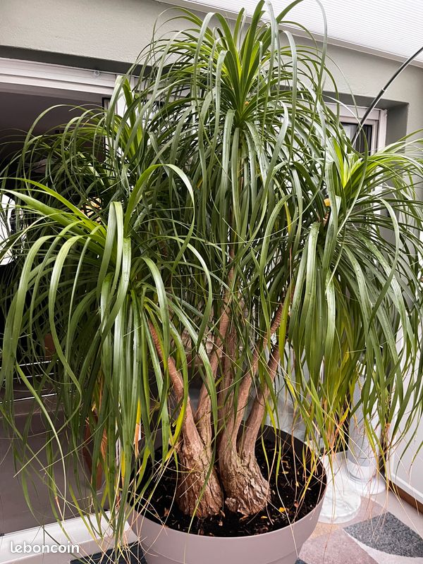 Grand pied d’éléphant (Beaucarnea recurvata) adulte – 2,30 m avec pot (image 2)