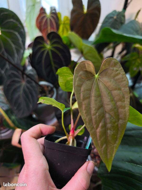 Anthurium papillilaminum dark form x debile - Jardin & Plantes