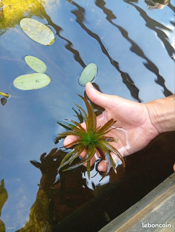 Plante de bassin (image 2)