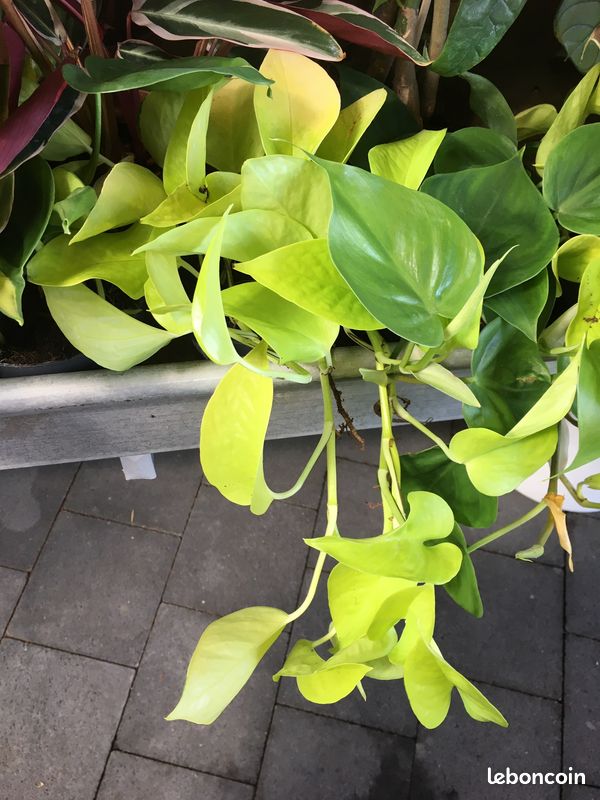 Pothos Néon, maranta Kerchoveana et Monstera MONKEY MASK (image 1)