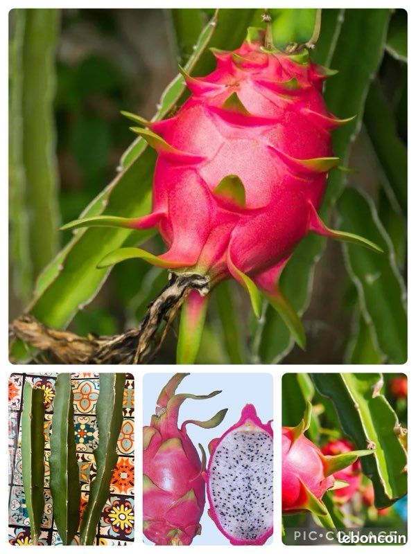 Talea Di Pitaya (Frutto Del Drago) Varietà Bruni – Sapore Dolce Con Note Di Cocco – Da Coltivare