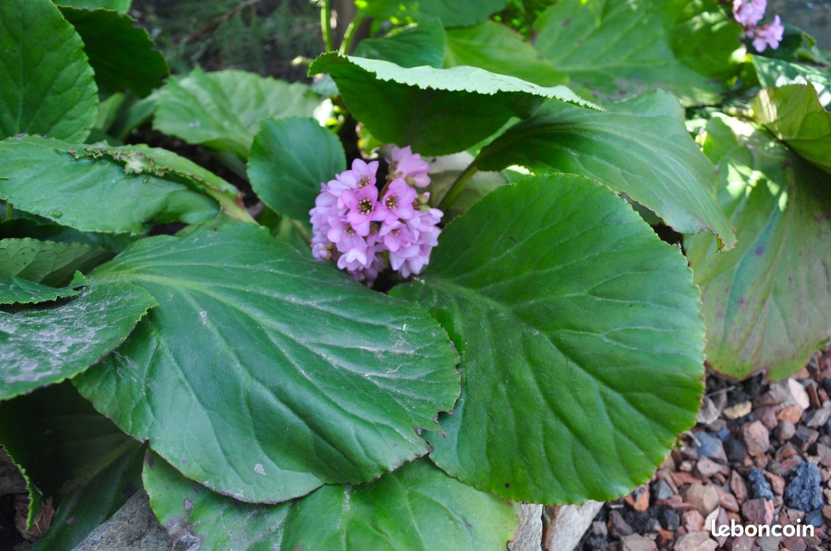 10 pieds de plante des Savetiers - Bergenia cordifolia – ENVOIS POSSIBLES (image 2)