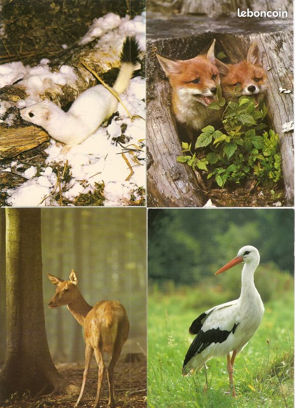 8 cartes postales animaux - oiseaux - poissons (image 1)