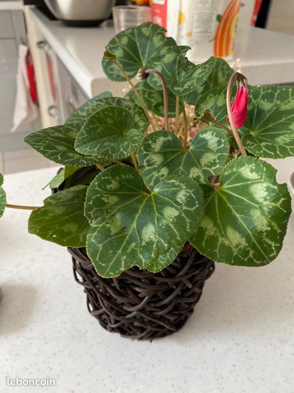 Pot avéc cyclamen rouge (image 1)