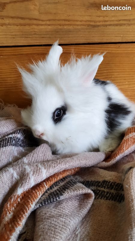 Lapin Tête de Lion (image 1)