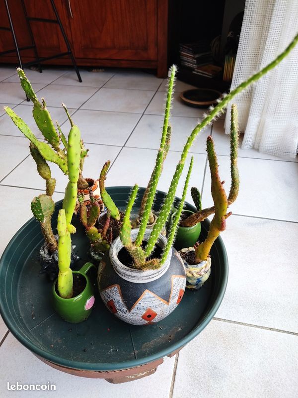 Cactus 🌵 (image 2)