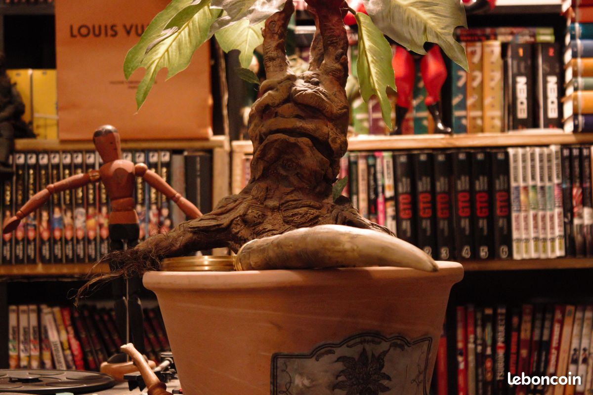 Mandragore Harry Potter (image 10)