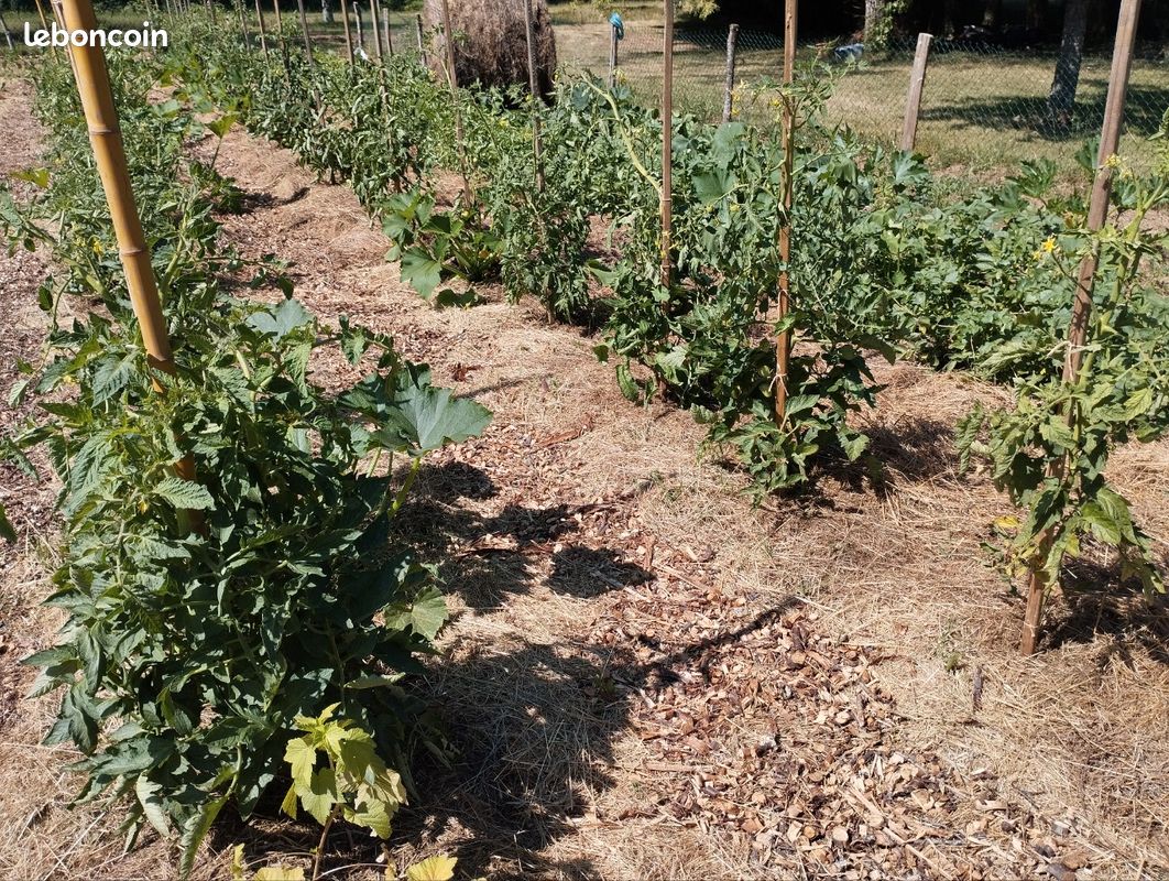 Vends légumes jardin potager permaculture : Tomates Courgettes Concombres Blettes Poivrons Piments etc (image 3)
