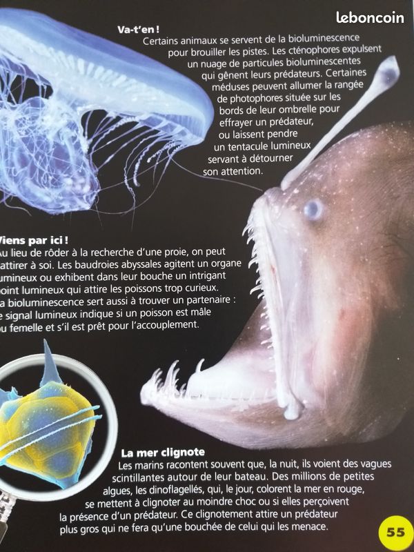 Livre " SPLOUF " le Monde aquatique - Gemma FLETCHER - MILAN Jeunesse 2009 (image 8)