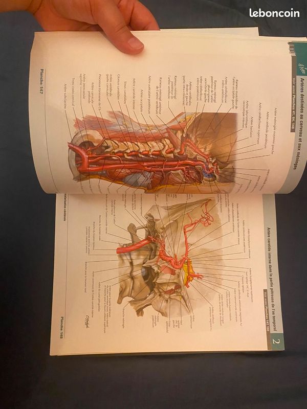 Atlas d'Anatomie Humaine (image 7)