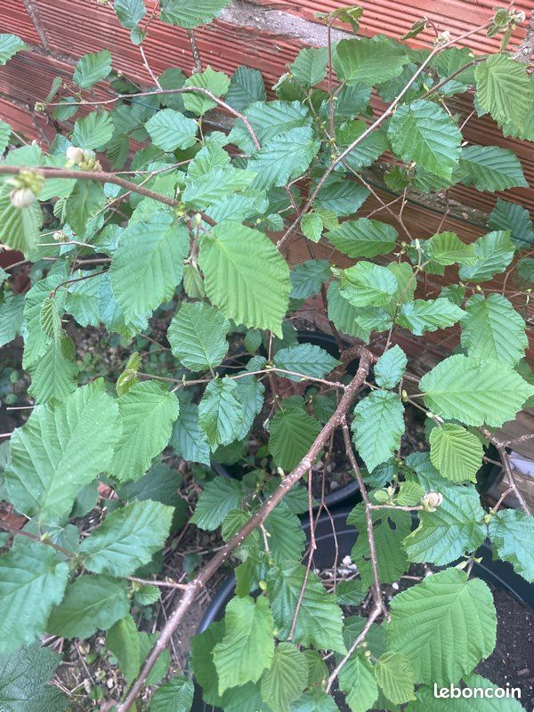 Échange de plante et arbre fruitier (image 2)