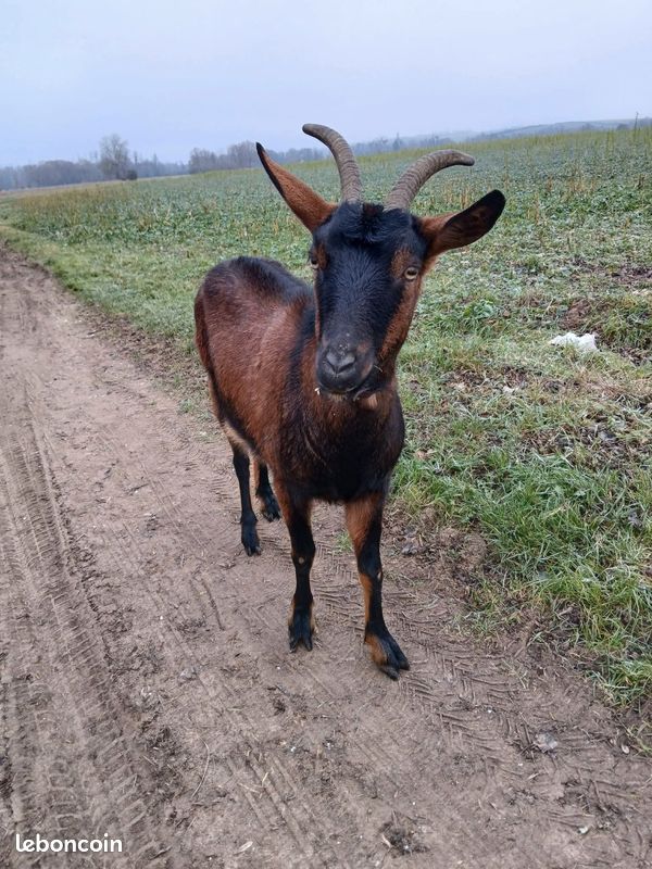 Chèvres et boucs castré (image 3)