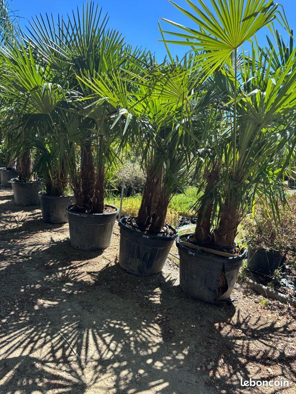 Palmier - trachycarpus multi tronc ou palmier de Chine (image 2)