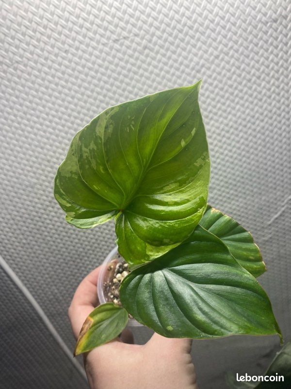Philodendron plowmanii variegata - Jardin & Plantes