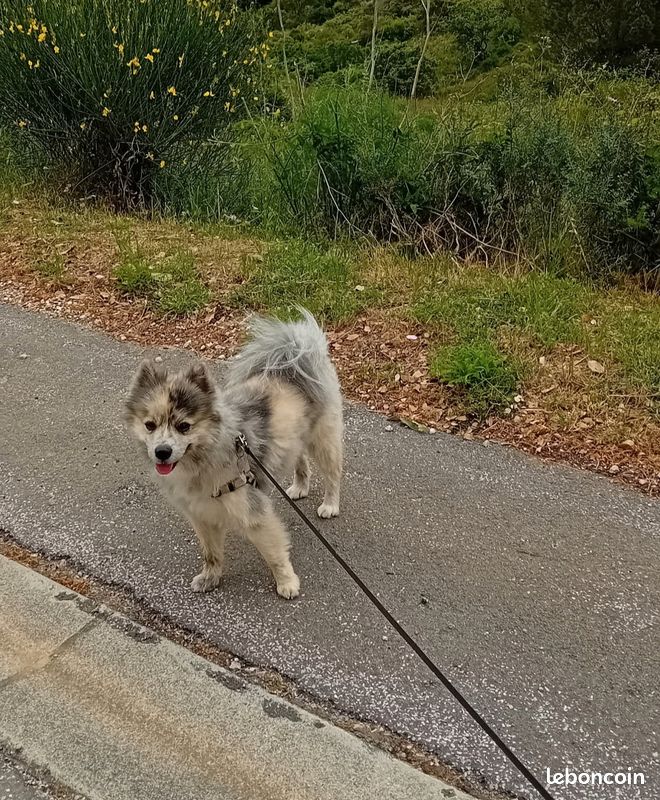 Saillie Spitz Pomchi jolies couleurs (image 4)