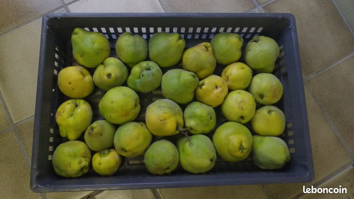 🔆 Coings frais (plateau de 8 kg) (image 1)