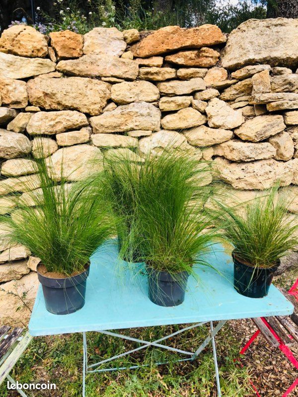 Plante Stipa « cheveux d’Ange » (image 1)