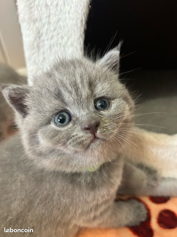 Magnifique chatons British shorthair (image 2)