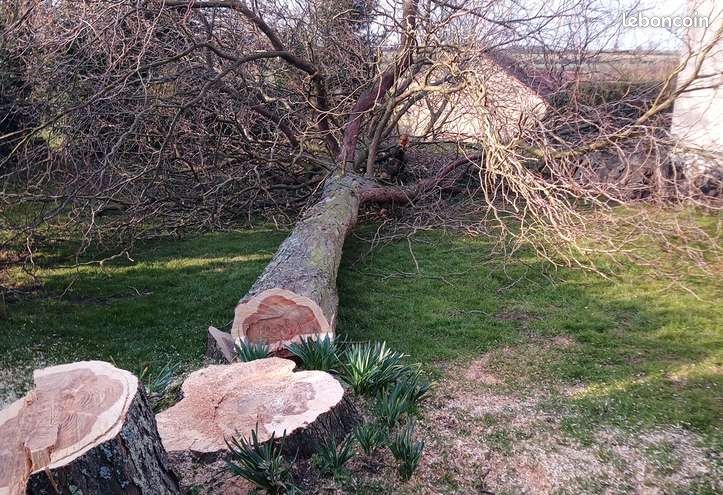 Abattage d'arbre avec évacuation des branches et du tronc (image 1)