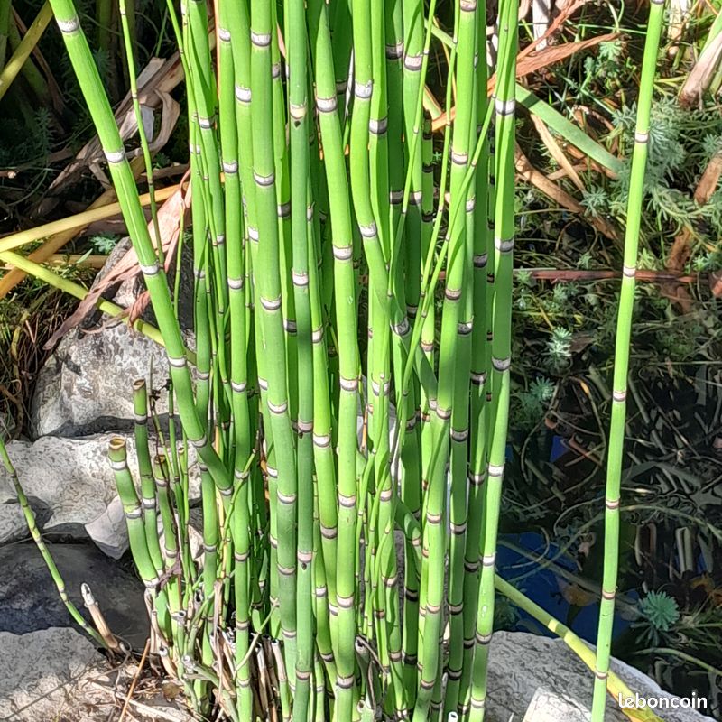 Plantes aquatiques (image 3)