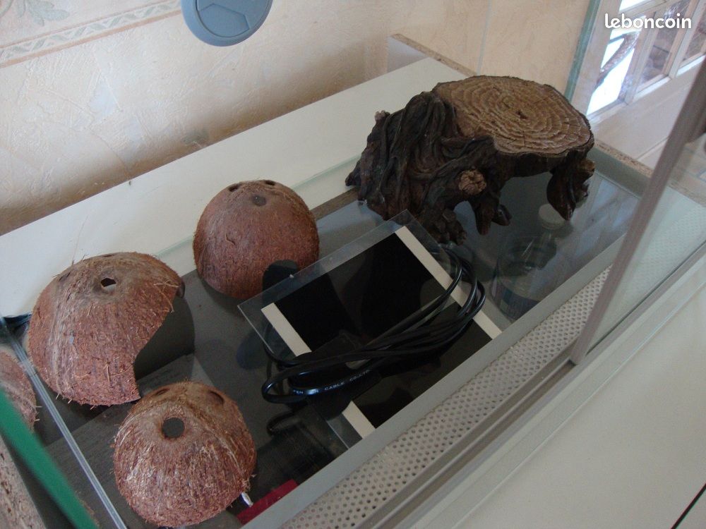 Terrarium (image 2)