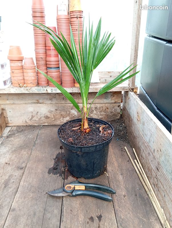 Chamaerops humilis (image 1)