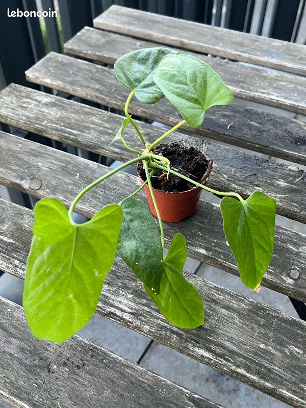 Plante verte anthurium scherzerianum schott - Jardin & Plantes