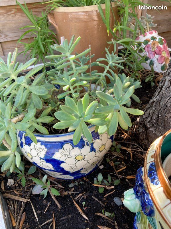 Plantes grasses (image 3)
