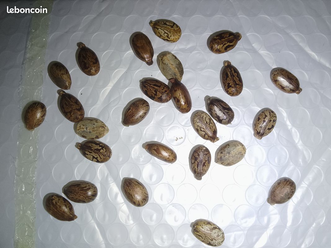 Graines de Ricin sanguin (image 2)