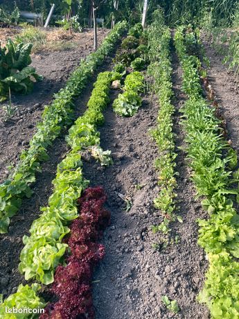 Location parcelle jardin potager