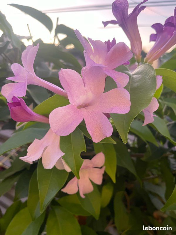 Plantes grimpantes à fleurs (image 2)