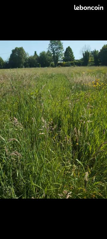 Herbe à faucher foin (image 1)