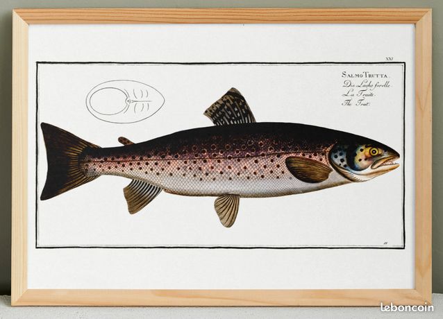 Panier de pêche en osier - Canada