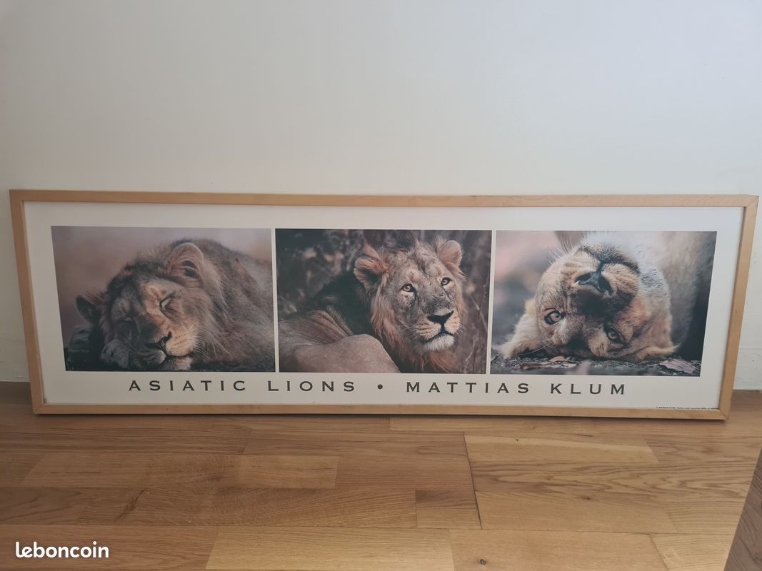 Cadre Tête de lions (image 1)