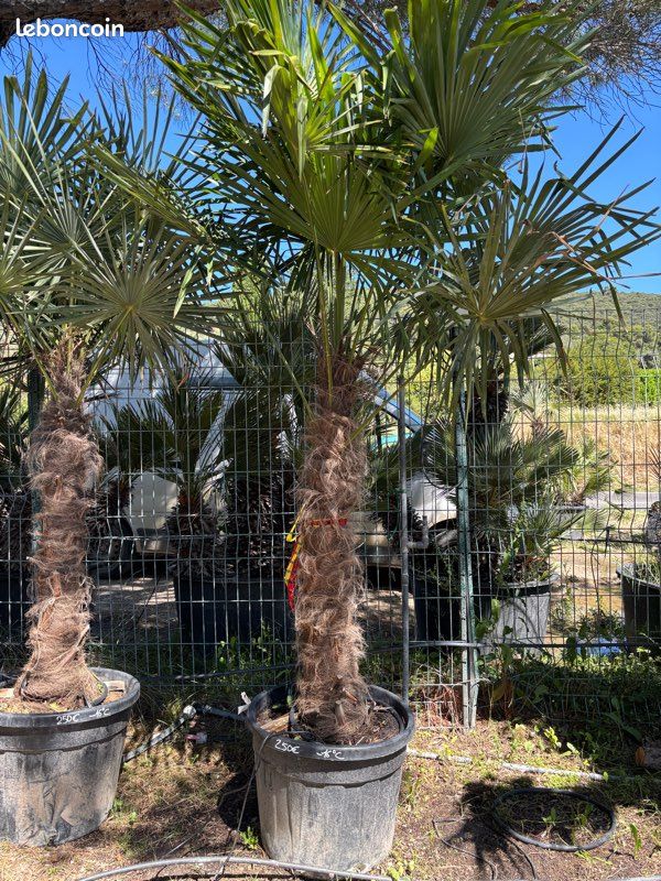 Palmier - Trachycarpus ou palmier de Chine (image 1)