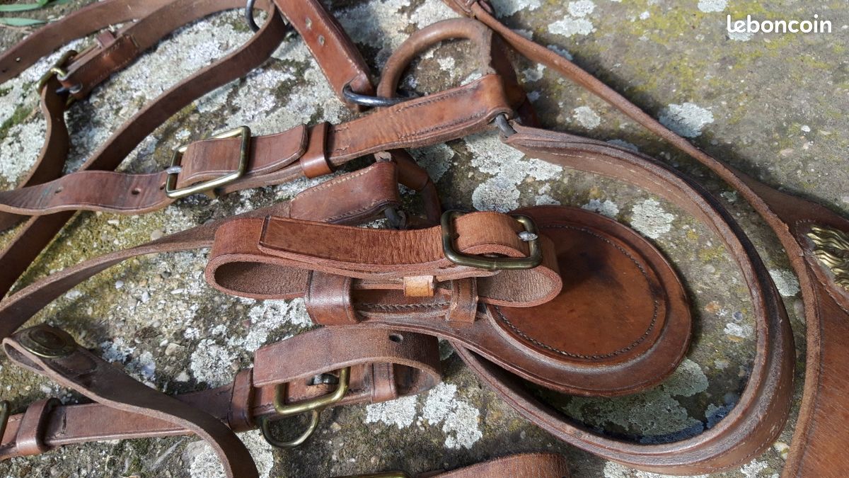 Bride De Chasse Edgewood Hunter En Cuir - Rênes Rembourrées Surélevées - Neuve