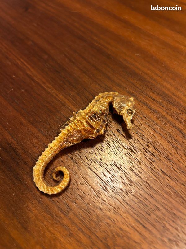 Hippocampe fossilisé (image 4)
