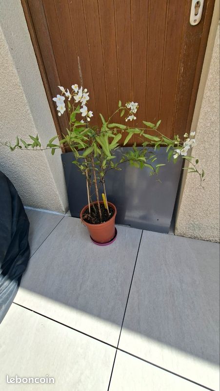 Solanum à fleurs de jasmin (image 4)
