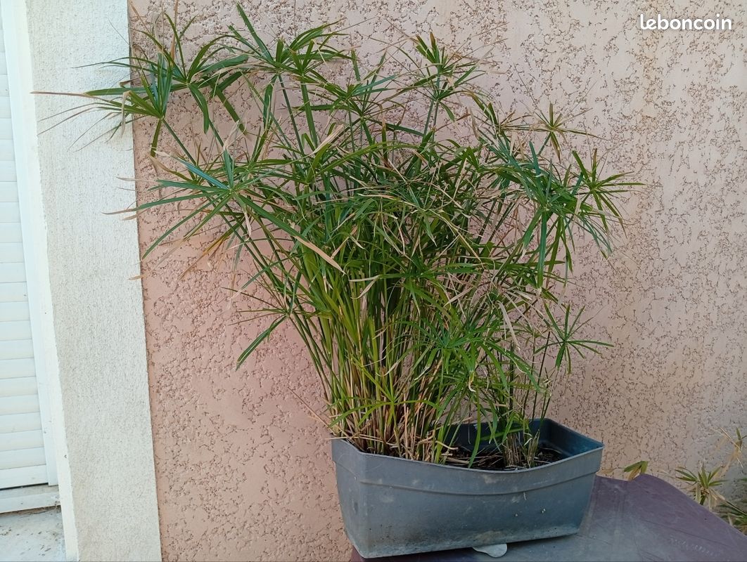 Papyrus dans sa Balconiere 90 cm de hauteur (image 2)