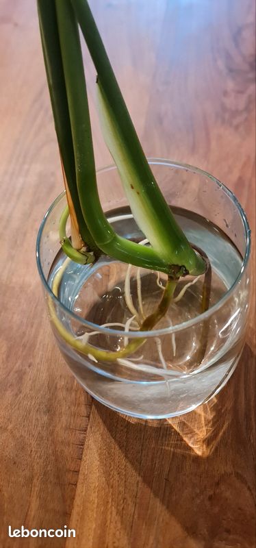 Bouture plante Monstera (image 2)