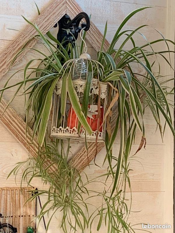 Plante arraignée (image 1)