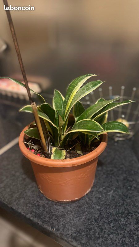 Plante (image 3)