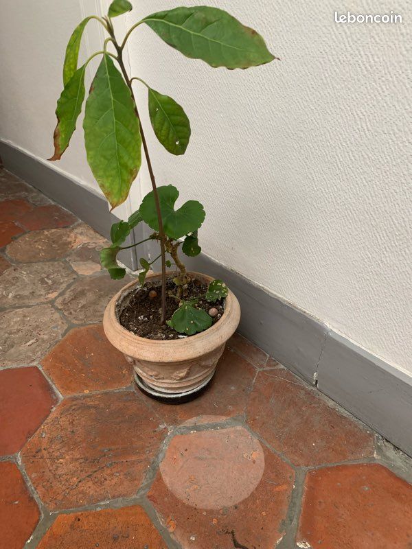 Plante avocat (image 3)