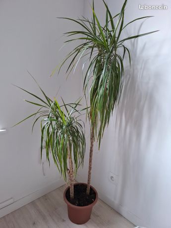 Dracena Zalevani