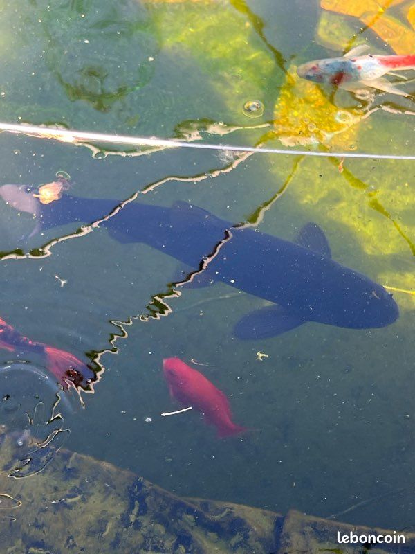 Vente matériel bassin plus carpe koï (image 2)