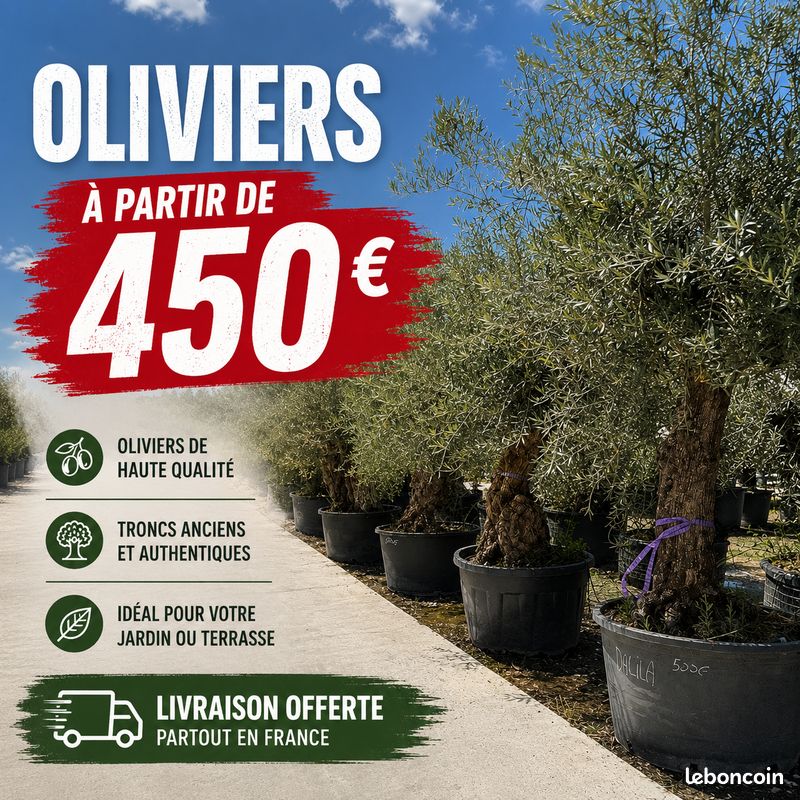 💰 Olivier Gros Tronc Livraison Gratuite (image 1)