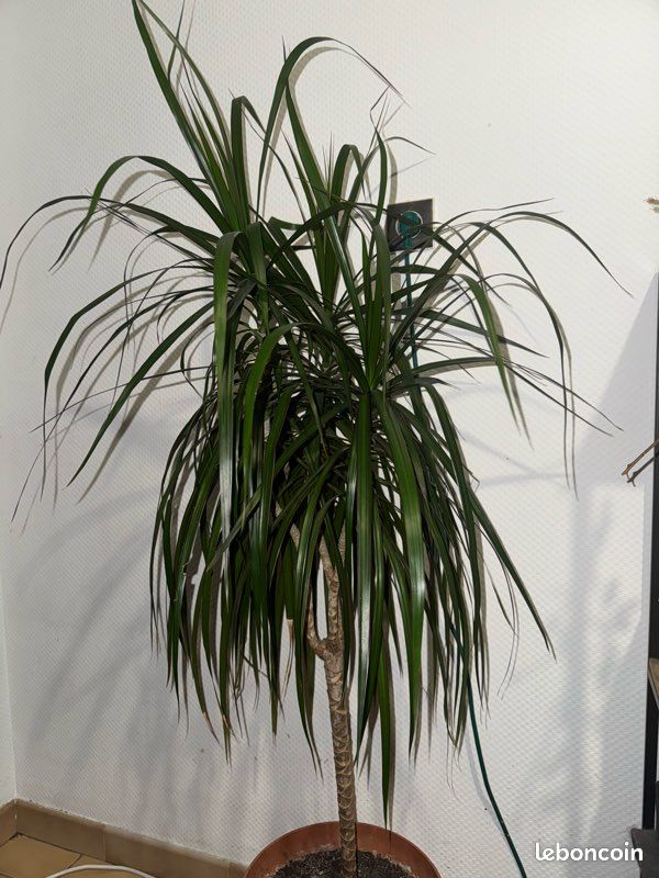 Dracena Zalevani