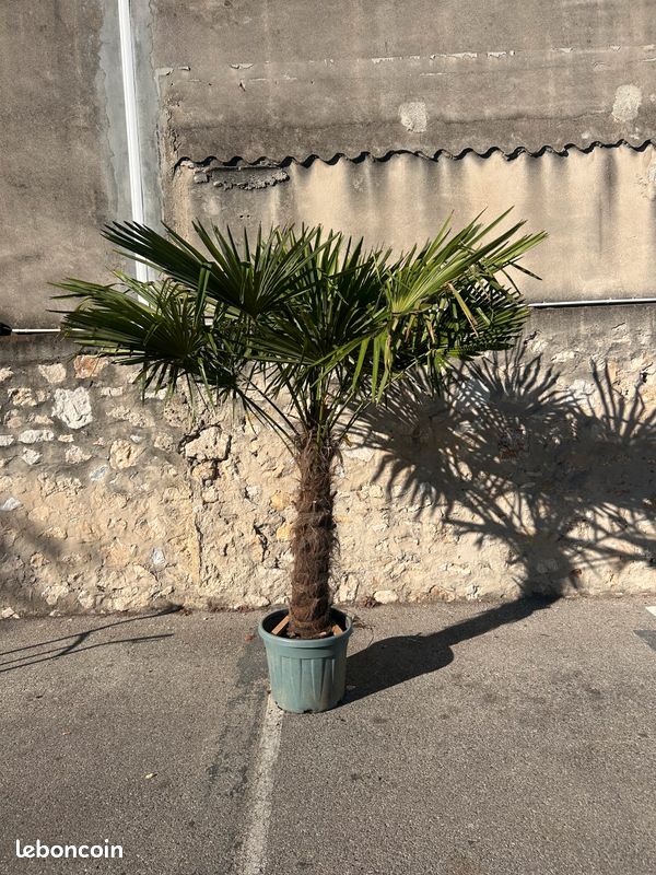 Palmier Chamaerops Excelsa - Beau sujet - 65 L (image 1)