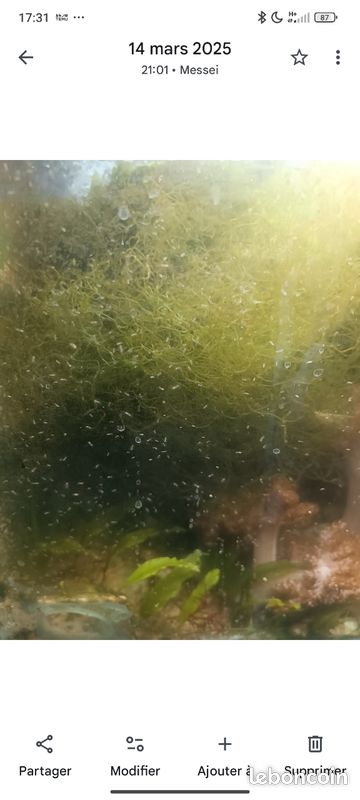 Chaetomorpha (image 3)